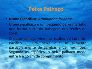 Peixe Palhaço
• Nome Científico: Amphiprion frenatus
• O peixe-palhaço é um pequeno peixe marinho
que forma parte da paisagem dos recifes de
coral.
• O peixe-palhaço vive nos recifes de coral do
Pacífico. É um peixe que se alimenta
particularmente de gambas e de mexilhões.
Segunda as espécies, o peixe-palhaço mede
entre 6 a 15 cm de comprimento.
 