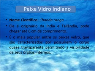 Peixe Vidro Indiano
• Nome Científico: Chanda ranga
• Ele é originário da Índia e Tailândia, pode
chegar até 6 cm de comprimento.
• É o mais popular entre os peixes vidro, que
são caracterizados por possuírem o corpo
quase transparente permitindo a visibilidade
de seus órgãos internos.
 