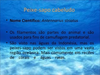 Peixe-sapo cabeludo
• Nome Científico: Antennarius striatus
• Os filamentos são partes do animal e são
usados para fins de camuflagem predatorial.
• São visto nas águas da Indonésia, mas os
peixes-sapo podem ser vistos em uma vasta
região oceânica. Mais comumente em recifes
de corais e águas rasas.
 