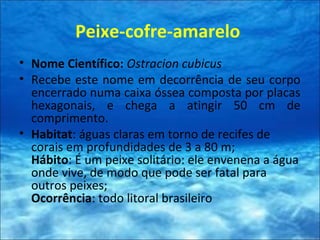 Peixe-cofre-amarelo
• Nome Científico: Ostracion cubicus
• Recebe este nome em decorrência de seu corpo
encerrado numa caixa óssea composta por placas
hexagonais, e chega a atingir 50 cm de
comprimento.
• Habitat: águas claras em torno de recifes de
corais em profundidades de 3 a 80 m;
Hábito: É um peixe solitário: ele envenena a água
onde vive, de modo que pode ser fatal para
outros peixes;
Ocorrência: todo litoral brasileiro
 