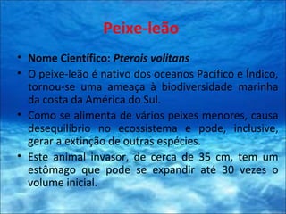 Peixe-leão
• Nome Científico: Pterois volitans
• O peixe-leão é nativo dos oceanos Pacífico e Índico,
tornou-se uma ameaça à biodiversidade marinha
da costa da América do Sul.
• Como se alimenta de vários peixes menores, causa
desequilíbrio no ecossistema e pode, inclusive,
gerar a extinção de outras espécies.
• Este animal invasor, de cerca de 35 cm, tem um
estômago que pode se expandir até 30 vezes o
volume inicial.
 