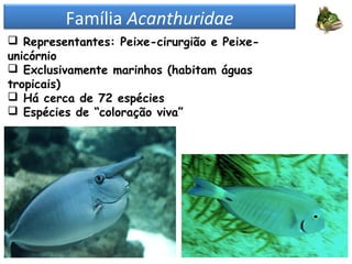 Família Acanthuridae
 Representantes: Peixe-cirurgião e Peixe-
unicórnio
 Exclusivamente marinhos (habitam águas
tropicais)
 Há cerca de 72 espécies
 Espécies de “coloração viva”
 