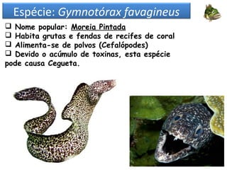 Espécie: Gymnotórax favagineus
 Nome popular: Moreia Pintada
 Habita grutas e fendas de recifes de coral
 Alimenta-se de polvos (Cefalópodes)
 Devido o acúmulo de toxinas, esta espécie
pode causa Cegueta.
 