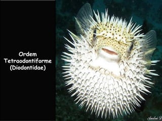 Ordem
Tetraodontiforme
(Diodontidae)
 