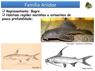 Família Ariidae
 Representante: Bagre
 Habitam regiões marinhas e estuarinos de
pouca profundidade;
Bagre marinusArius felis
Peixe-gato - Liposarcus multiradiatus
 