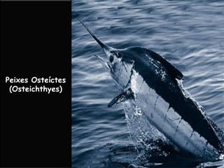 Peixes Osteíctes
(Osteichthyes)
 