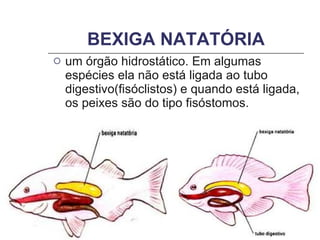 BEXIGA NATATÓRIA um órgão hidrostático. Em algumas espécies ela não está ligada ao tubo digestivo(fisóclistos) e quando está ligada, os peixes são do tipo fisóstomos.  