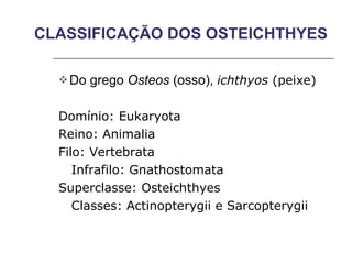 CLASSIFICAÇÃO DOS OSTEICHTHYES Do grego  Osteos  (osso),  ichthyos  (peixe) Domínio: Eukaryota Reino: Animalia Filo: Vertebrata Infrafilo: Gnathostomata Superclasse: Osteichthyes Classes: Actinopterygii e Sarcopterygii 