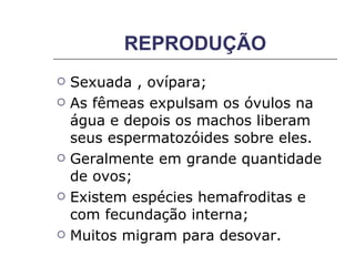 REPRODUÇÃO Sexuada , ovípara; As fêmeas expulsam os óvulos na água e depois os machos liberam seus espermatozóides sobre eles. Geralmente em grande quantidade de ovos; Existem espécies hemafroditas e com fecundação interna; Muitos migram para desovar. 
