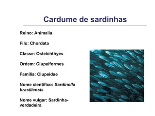 Cardume de sardinhas Reino: Animalia Filo: Chordata Classe: Osteichthyes Ordem: Clupeiformes Família: Clupeidae Nome científico:  Sardinella brasiliensis Nome vulgar: Sardinha-verdadeira 