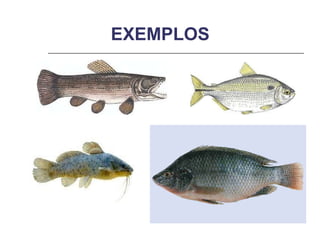 EXEMPLOS 