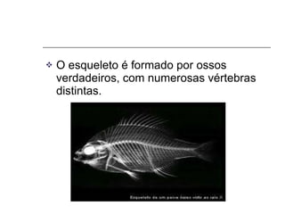 O esqueleto é formado por ossos verdadeiros, com numerosas vértebras distintas. 