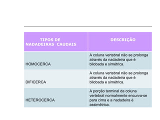 TIPOS DE NADADEIRAS  CAUDAIS DESCRIÇÃO HOMOCERCA A coluna vertebral não se prolonga através da nadadeira que é bilobada e simétrica. DIFICERCA A coluna vertebral não se prolonga através da nadadeira que é bilobada e simétrica. HETEROCERCA A porção terminal da coluna vertebral normalmente encurva-se para cima e a nadadeira é assimétrica. 
