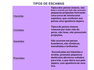 TIPOS DE ESCAMAS 