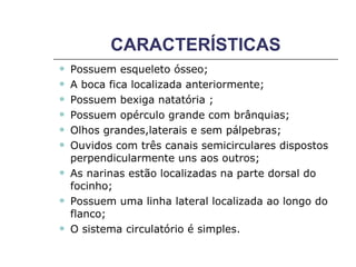 CARACTERÍSTICAS Possuem esqueleto ósseo;  A boca fica localizada anteriormente;  Possuem bexiga natatória ; Possuem opérculo grande com brânquias; Olhos grandes,laterais e sem pálpebras; Ouvidos com três canais semicirculares dispostos perpendicularmente uns aos outros; As narinas estão localizadas na parte dorsal do focinho; Possuem uma linha lateral localizada ao longo do flanco; O sistema circulatório é simples. 