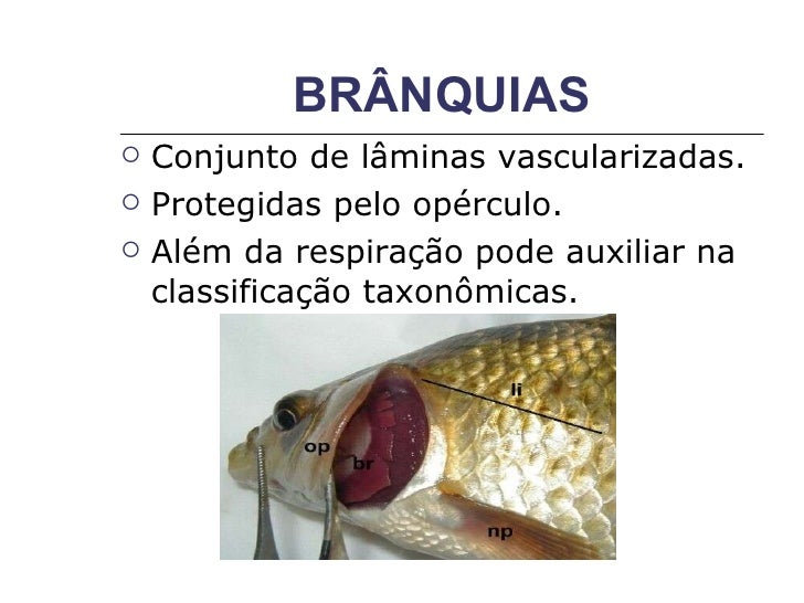 Resultado de imagem para branquias