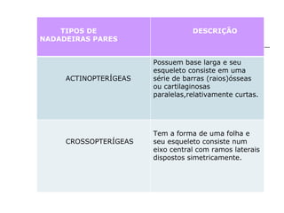 TIPOS DE  NADADEIRAS PARES DESCRIÇÃO ACTINOPTERÍGEAS Possuem base larga e seu esqueleto consiste em uma série de barras (raios)ósseas ou cartilaginosas paralelas,relativamente curtas. CROSSOPTERÍGEAS Tem a forma de uma folha e seu esqueleto consiste num eixo central com ramos laterais dispostos simetricamente. 