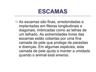 ESCAMAS As escamas são finas, arredondadas e implantadas em fileiras longitudinais e diagonais, imbricadas como as telhas de um telhado. As extremidades livres das escamas estão cobertas por uma fina camada de pele que protege de parasitas e doenças. Em algumas espécies, esta camada de pele ajuda a manter a umidade quando o animal está emerso. 