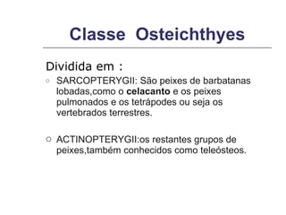 Classe  Osteichthyes Dividida em : SARCOPTERYGII: São peixes de barbatanas lobadas,como o  celacanto  e os peixes pulmonados e os tetrápodes ou seja os vertebrados terrestres. ACTINOPTERYGII:os restantes grupos de peixes,também conhecidos como teleósteos. 
