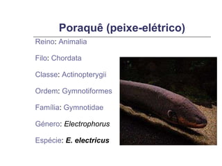 Poraquê (peixe-elétrico) Reino :  Animalia Filo :  Chordata Classe :  Actinopterygii Ordem :  Gymnotiformes Família :  Gymnotidae Género :  Electrophorus Espécie :  E. electricus 