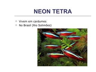 NEON TETRA Vivem em cardumes No Brasil (Rio Solimões) 