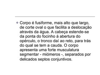 Corpo é fusiforme, mais alto que largo, de corte oval o que facilita a deslocação através da água. A cabeça estende-se da ponta do focinho á abertura do opérculo, o tronco daí ao reto, para trás do qual se tem a cauda. O corpo apresenta uma forte musculatura segmentar - miómeros -, separados por delicados septos conjuntivos.   