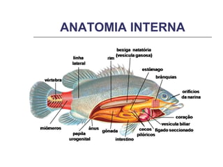 ANATOMIA INTERNA 