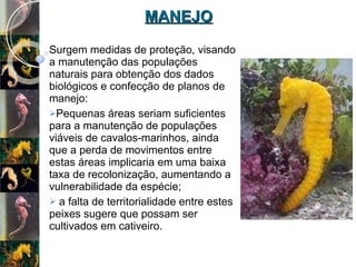 MANEJO Surgem medidas de proteção, visando a manutenção das populações naturais para obtenção dos dados biológicos e confecção de planos de manejo:  Pequenas áreas seriam suficientes para a manutenção de populações viáveis de cavalos-marinhos, ainda que a perda de movimentos entre estas áreas implicaria em uma baixa taxa de recolonização, aumentando a vulnerabilidade da espécie; a falta de territorialidade entre estes peixes sugere que possam ser cultivados em cativeiro.  