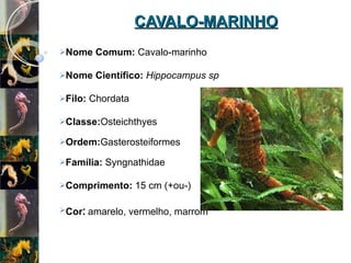 CAVALO-MARINHO   Nome Comum:  Cavalo-marinho Nome Científico:  Hippocampus sp Filo:  Chordata Classe: Osteichthyes Ordem: Gasterosteiformes Família:  Syngnathidae Comprimento:  15 cm (+ou-) Cor :  amarelo, vermelho, marrom   