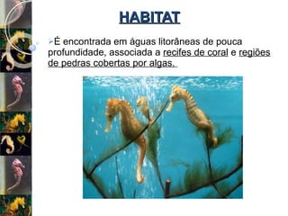 HABITAT É encontrada em águas litorâneas de pouca profundidade, associada a  recifes de coral  e  regiões de pedras cobertas por algas.   