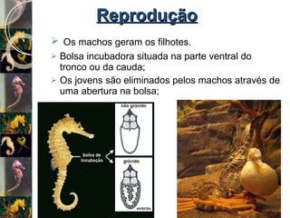 Reprodução Os machos geram os filhotes.  Bolsa incubadora situada na parte ventral do tronco ou da cauda; Os jovens são eliminados pelos machos através de uma abertura na bolsa; 