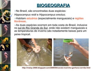 BIOGEOGRAFIA No Brasil, são encontradas duas espécies: Hippocampus reidi  e  Hippocampus erectus ; Habitam  estuários  (especialmente manguezais) e  regiões litorâneas .  As duas espécies ocorrem em toda costa do Brasil, inclusive no  sul do Rio Grande do Sul , onde não existem manguezais e as temperaturas de inverno são notadamente baixas para um peixe tropical . http://malay-2008.blogspot.com/2009/04/cavalo-marinho-ganhara-corrida.html 
