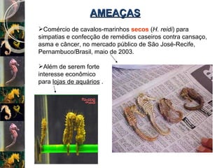AMEAÇAS Comércio de cavalos-marinhos  secos  ( H. reidi ) para simpatias e confecção de remédios caseiros contra cansaço, asma e câncer, no mercado público de São José-Recife, Pernambuco/Brasil, maio de 2003. Além de serem forte  interesse econômico  para  lojas de aquários  . 