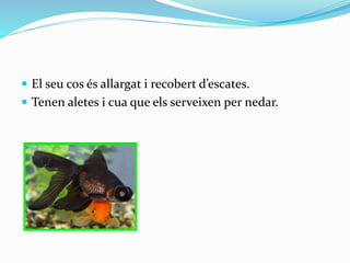  El seu cos és allargat i recobert d’escates.
 Tenen aletes i cua que els serveixen per nedar.
 