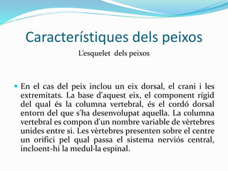 Característiques dels peixos
L’esquelet dels peixos
 En el cas del peix inclou un eix dorsal, el crani i les
extremitats. La base d'aquest eix, el component rígid
del qual és la columna vertebral, és el cordó dorsal
entorn del que s'ha desenvolupat aquella. La columna
vertebral es compon d'un nombre variable de vèrtebres
unides entre si. Les vèrtebres presenten sobre el centre
un orifici pel qual passa el sistema nerviós central,
incloent-hi la medul·la espinal.
 