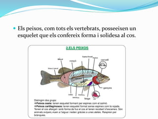  Els peixos, com tots els vertebrats, posseeixen un
esquelet que els confereix forma i solidesa al cos.
 