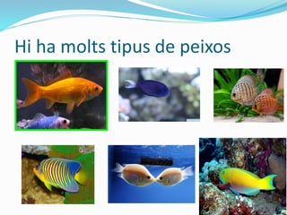 Hi ha molts tipus de peixos
 