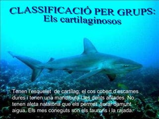 CLASSIFICACIÓ PER GRUPS:  Els cartilaginosos Tenen l’esquelet  de cartílag, el cos cobert d’escames dures i tenen una mandíbula i les dents afilades. No tenen aleta natatòria que els permet  surar damunt aigua. Els mes coneguts son els taurons i la rajada. CLASSIFICACIÓ PER GRUPS:  Els cartilaginosos 