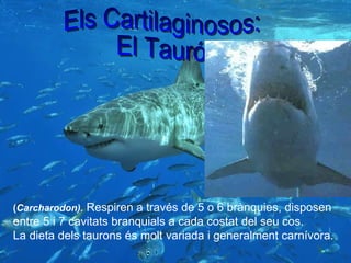 ( Carcharodon).   Respiren a través de 5 o 6 brànquies, disposen entre 5 i 7 cavitats branquials a cada costat del seu cos. La dieta dels taurons és molt variada i generalment carnívora. Els Cartilaginosos: El Tauró 