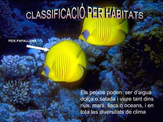 CLASSIFICACIÓ PER HÀBITATS Els peixos poden  ser d’aigua dolça o salada i viure tant dins rius, mars, llacs o oceans, i en tota les diversitats de clima   PEIX PAPALLONA 