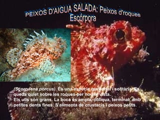 (Scorpaena porcus).   És una espècie territorial i solitària. Es queda quiet sobre les roques per no ser vista.  Els ulls són grans. La boca és ampla, obliqua, terminal, amb petites dents fines. S’alimenta de crustacis i peixos petits . PEIXOS D'AIGUA SALADA: Peixos d'roques Escórpora 