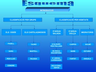 INTRODUCCIÓ ELS CARTILAGINOSOS MIGRATORIS D’AIGUA SALADA D’AIGUA DOLÇA CLASSIFICACIÓ PER GRUPS ELS  OSSÍS  CLASSIFICACIÓ PER HÀBITATS D’ALGUER: PEIX PALLASO SALMÓ ESTURIÓ SARG CARPES PAGELL TAURÓ MARTELL RAJADA PEIX LLEÓ DE ROCA: ESCORPÓRA BARB DELS FONS: ANFÓS ANGUILA Esquema D’ ARENA: LLENGUADO CONGRE FARTET 