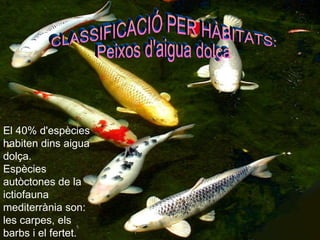 CLASSIFICACIÓ PER HÀBITATS: Peixos d'aigua dolça El 40% d'espècies habiten dins aigua dolça. Espècies   autòctones  de la  ictiofauna   mediterrània   son: les carpes, els barbs i el fertet. 