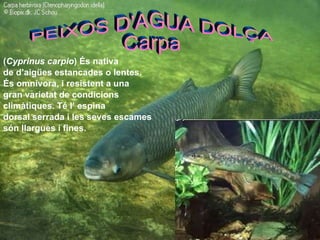 ( Cyprinus carpio ) És nativa de d’aigües estancades o lentes. És omnívora, i resistent a una  gran varietat de condicions  climàtiques. Té l’ espina dorsal   serrada i les seves escames són llargues i fines.  PEIXOS D'AGUA DOLÇA Carpa 