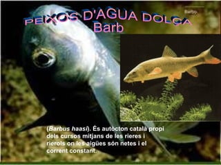 PEIXOS D'AGUA DOLÇA Barb ( Barbus haasi ). És autòcton català propi dels cursos mitjans de les rieres i rierols on les aigües són netes i el corrent constant. 