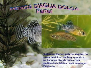 ( Aphanius iberus ) peix de sequiol, no passa de 4,5 cm de llarg, que viu a les llacunes litorals de la costa mediterrània ibèrica i està amenaçat d’extinció. PEIXOS D'AGUA DOLÇA Fartet 