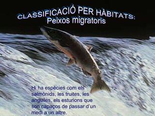 CLASSIFICACIÓ PER HÀBITATS: Peixos migratoris  Hi ha espècies com els salmònids, les truites, les anguiles, els esturions que son capaços de passar d’un medi a un altre.  