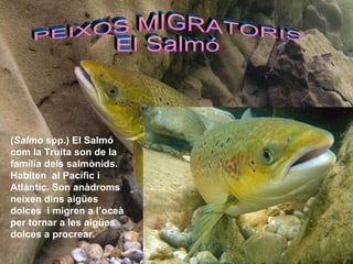 PEIXOS MIGRATORIS El Salmó ( Salmo  spp.) El Salmó com la Truita son de la  família dels salmònids. Habiten  al Pacífic i Atlàntic. Son anàdroms  neixen dins aigües dolces  i migren a l’oceà per tornar a les aigües  dolces a procrear. 