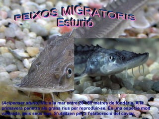 (Acipenser sturio). Viu a la mar entre 20 i 50 metres de fondària. A la primavera penetra als grans rius per reproduir-se. És una espècie molt valorada, pels seus ous. S’utilitzen per a l’elaboració del caviar .   PEIXOS MIGRATORIS Esturió 