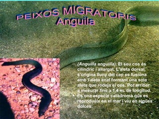 (Anguilla anguilla).  El seu cos és cilíndric i allargat. L'aleta dorsal, s'origina lluny del cap es fusiona amb l'aleta anal formant una sola aleta que rodeja el cos. Pot arribar a mesurar fins a 1,4 m. de longitud. És una espècie catàdroma que es reprodueix en el mar i viu en aigües dolces.             PEIXOS MIGRATORIS Anguila 